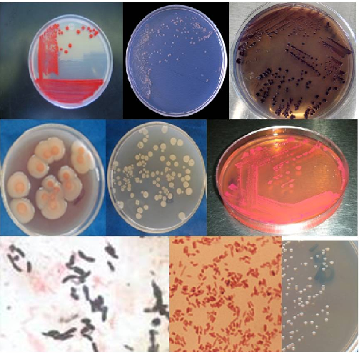 Microbiología General